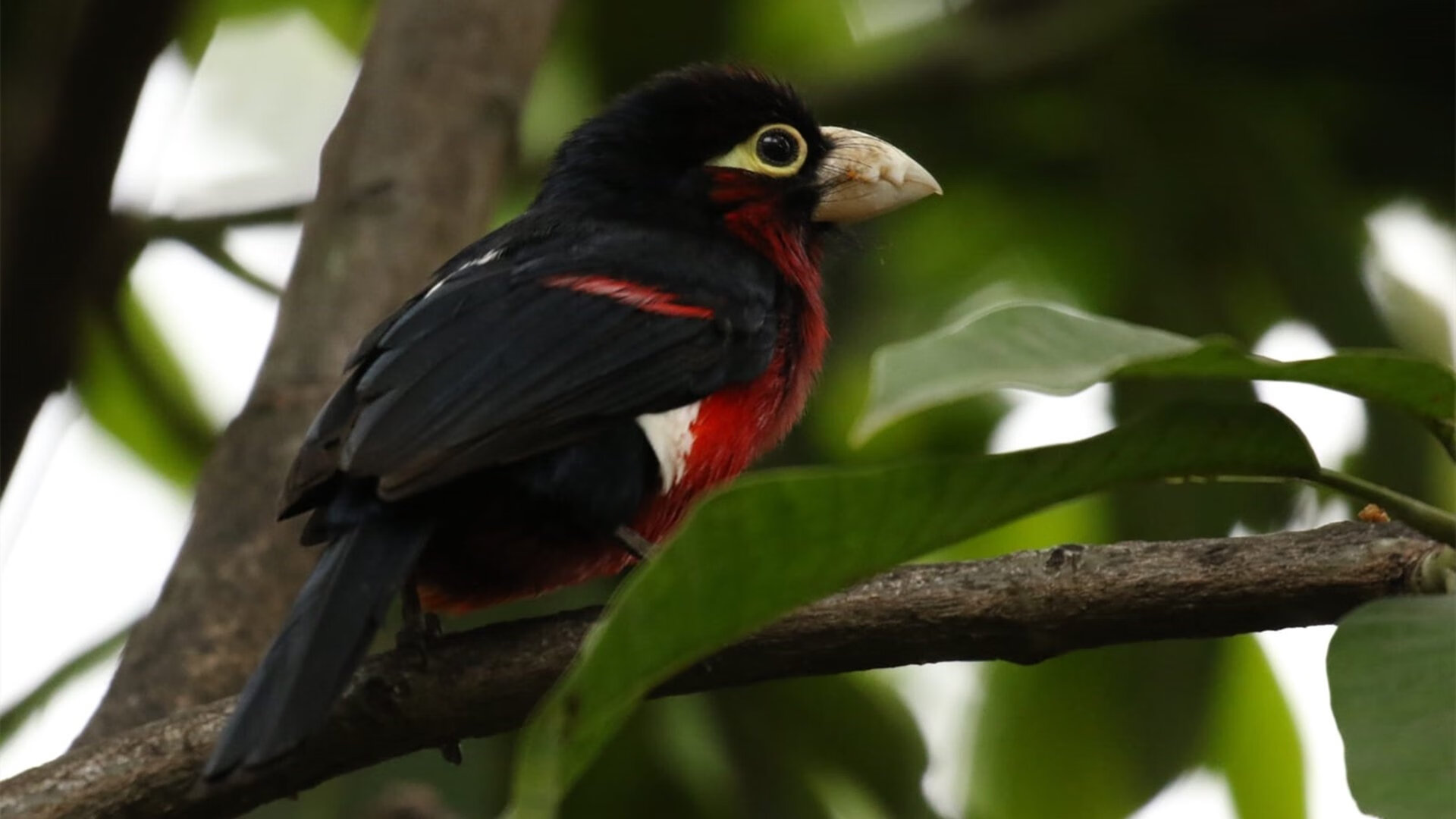 加拿大力克多特蒙德?罗德里戈如何化身冰原上的关键先生