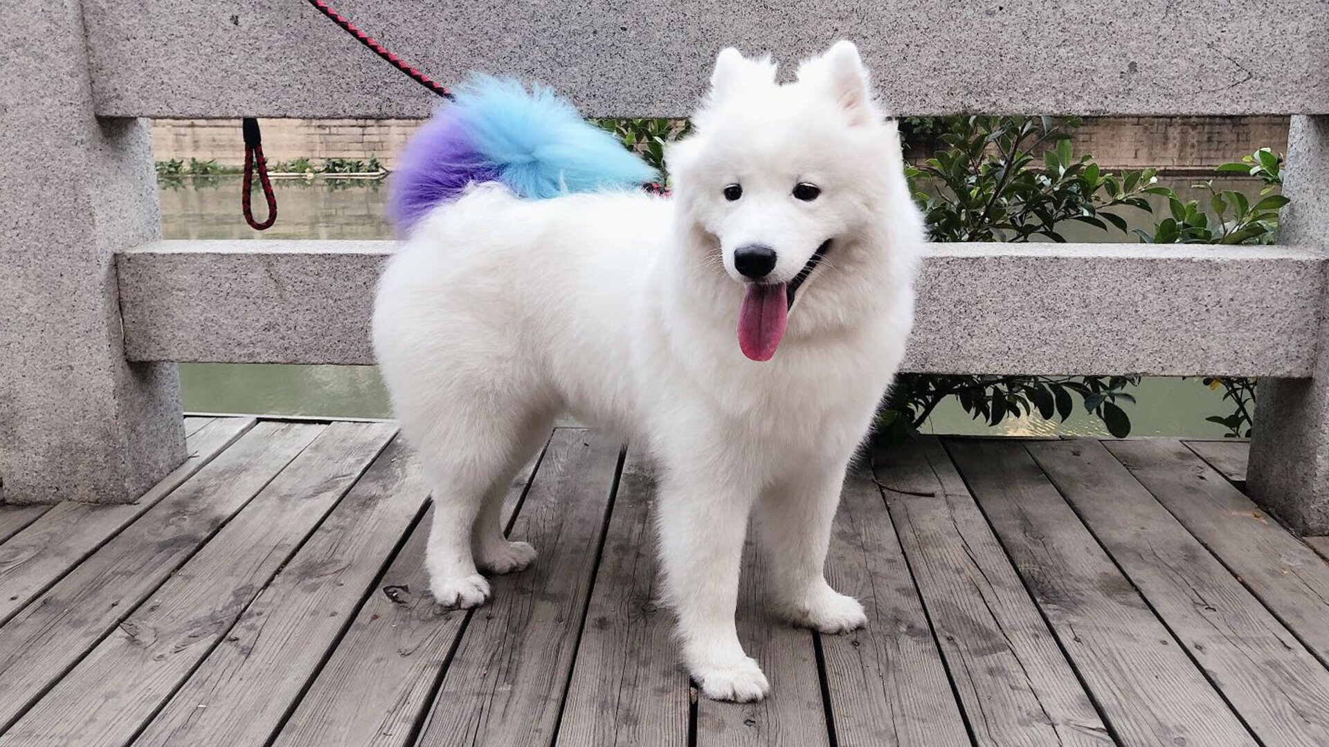 球场的悖论，当伊布的慢让奥地利与罗马同时窒息