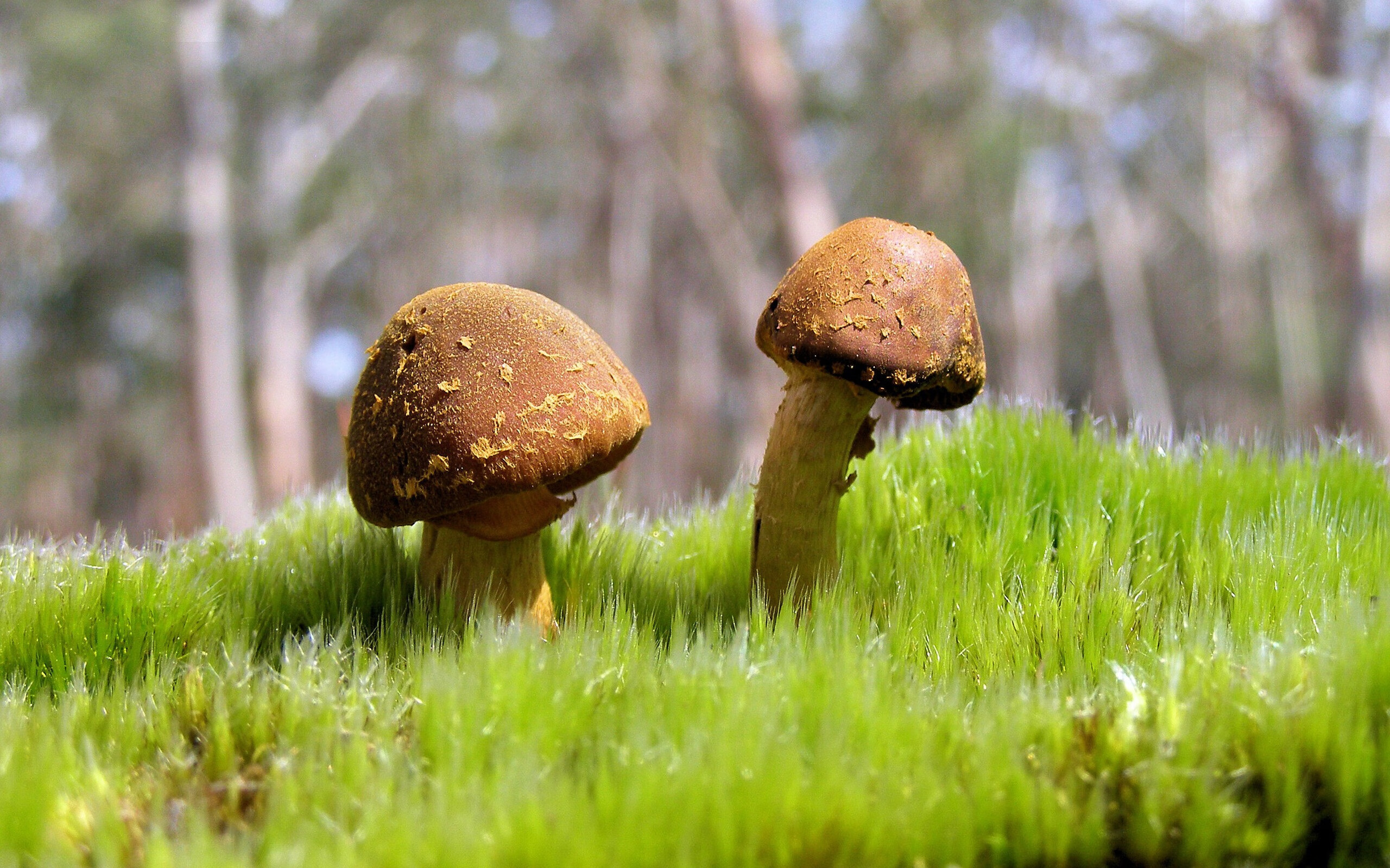 钢铁洪流与冰封王座,当骑士的铁蹄踏碎达拉斯,伦纳德完成救赎