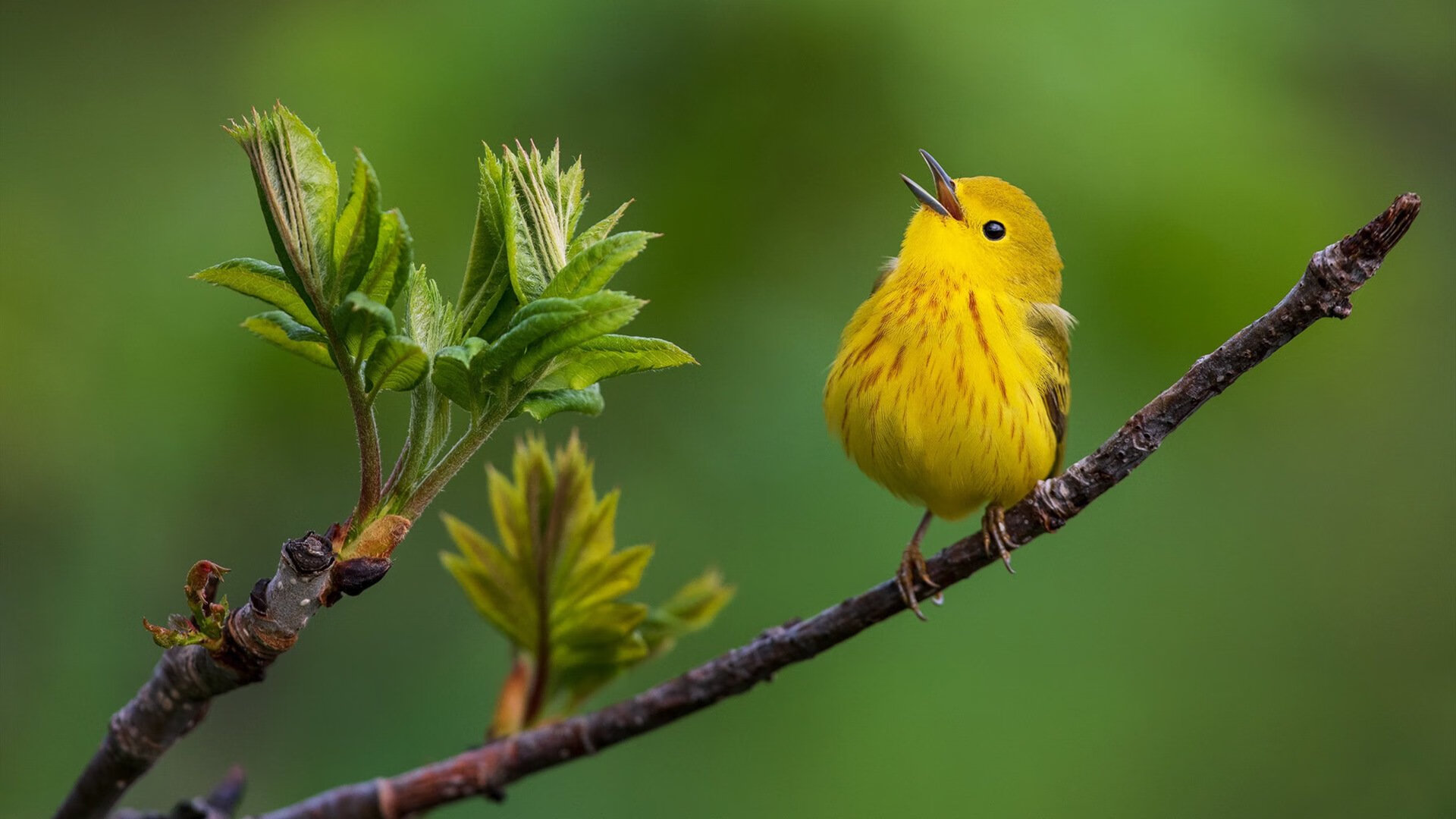 琼斯末节狂飙16分！吉林虎尾横扫黄蜂