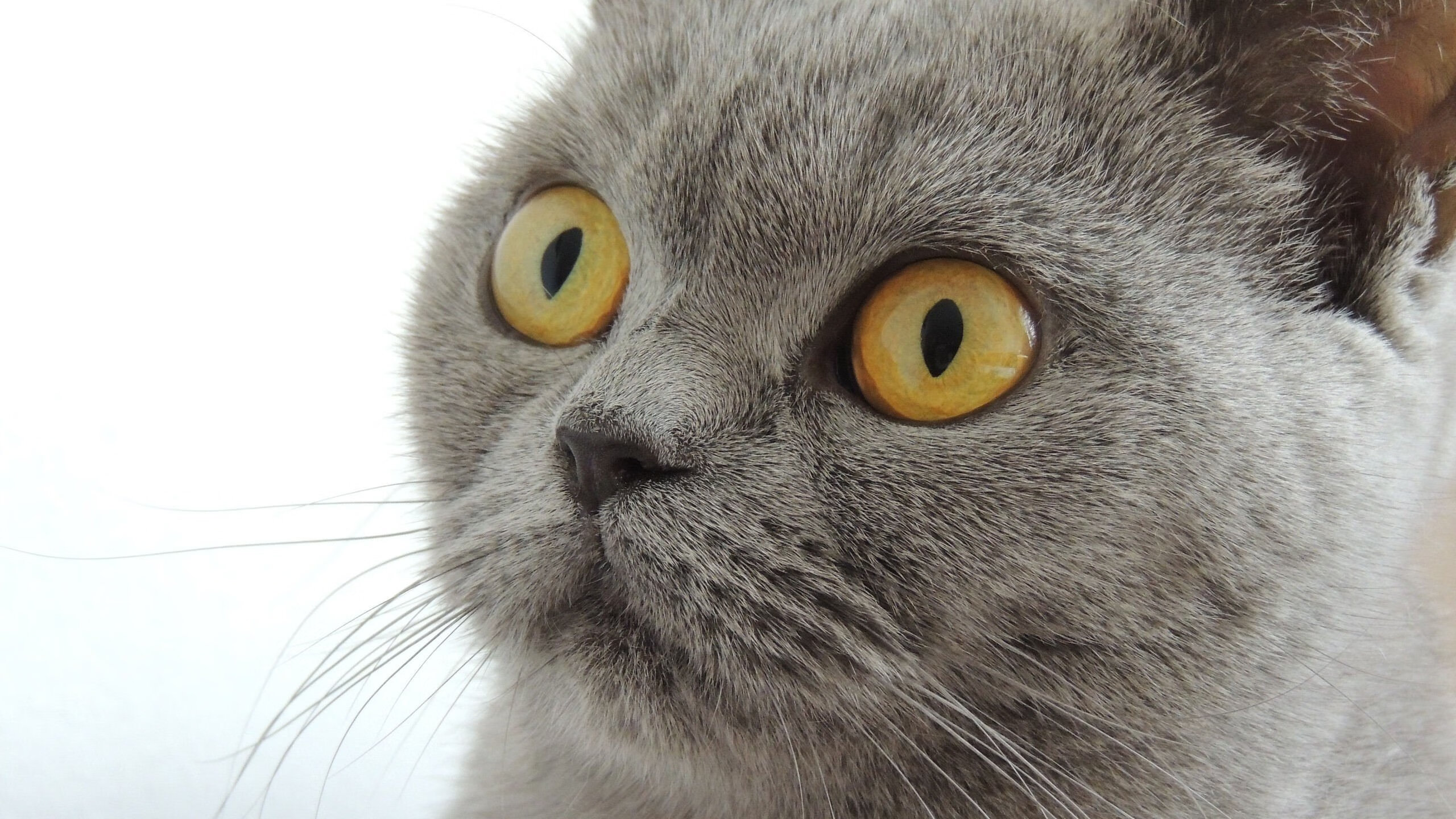 绿茵交响诗，世界杯之夜萨卡执棒的美学革命