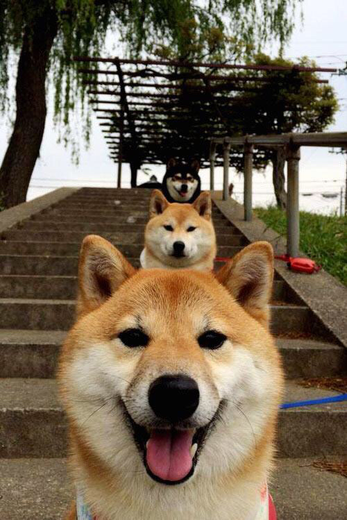 独行侠之光与烈焰灼原，当完美东契奇遇见太阳风暴