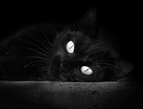 淘汰赛的节奏密码，为何AC米兰的战术精髓将定义法荷对决？