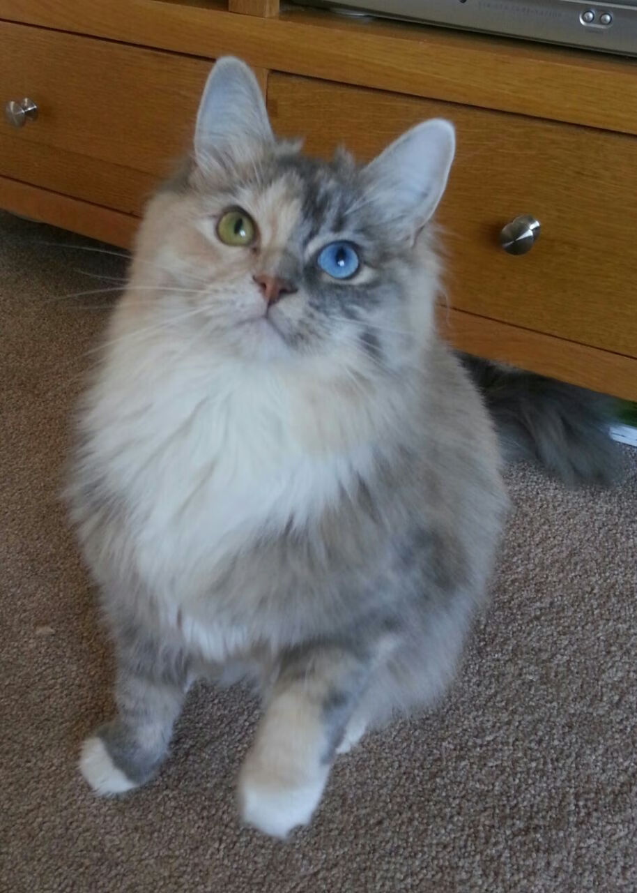 冻结维尼修斯，德比之夜阿什拉夫的冰山防御体系