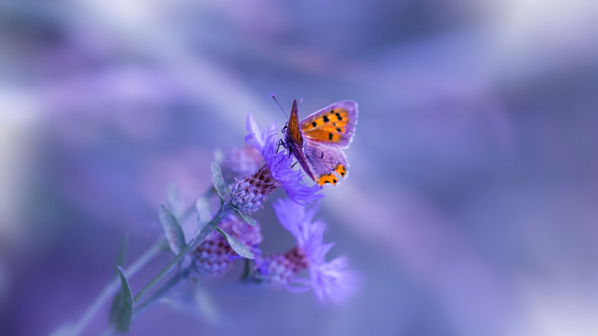 双重封锁，从地缘体育到关键战役，封锁如何定义成败？