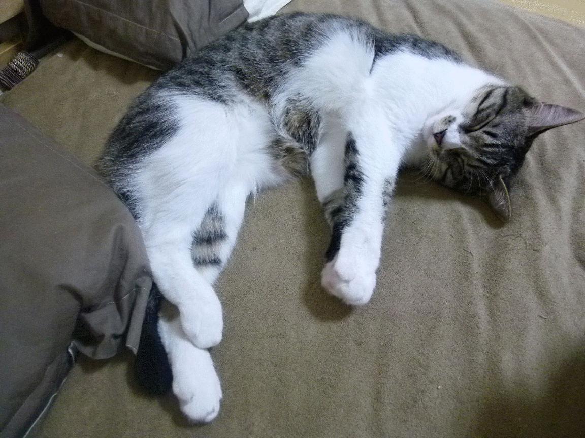 摩洛哥带走希腊，罗德里在地中海畔完成自我救赎