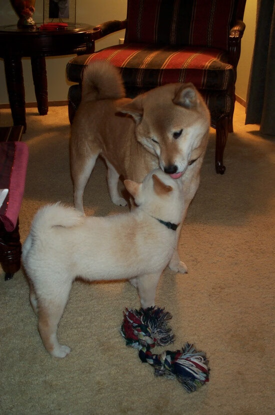 足球唯一性时刻，尼斯终结卡塔尔悬念，莫德里奇德甲争冠战封神