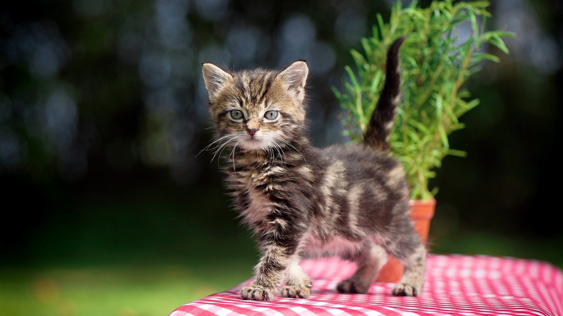 绝杀时刻！恩佐一手掌控的加时赛逆转风暴
